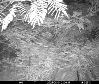 Aug 4 2025 21:00:31, #01