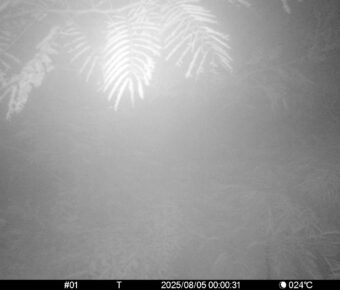 Aug 5 2025  0:00:31, #01