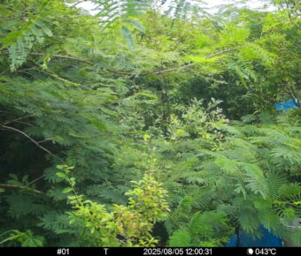 Aug 5 2025 12:00:31, #01