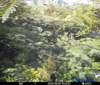Aug 5 2025 15:00:31, #01