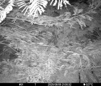 Aug 5 2025 21:00:31, #01