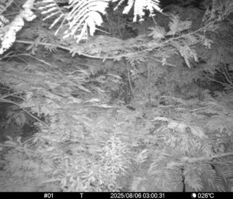Aug 6 2025  3:00:31, #01