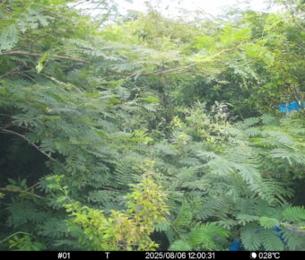 Aug 6 2025 12:00:31, #01