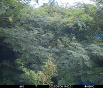Aug 6 2025 15:00:31, #01