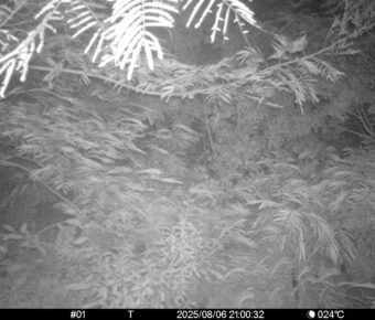 Aug 6 2025 21:00:31, #01