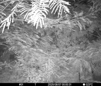 Aug 7 2025  0:00:31, #01