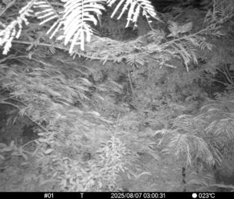 Aug 7 2025  3:00:31, #01