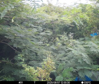 Aug 7 2025 12:00:30, #01