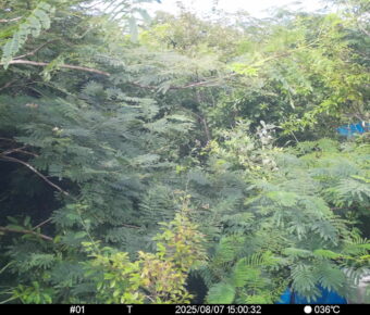 Aug 7 2025 15:00:32, #01