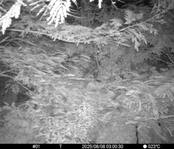 Aug 8 2025  3:00:30, #01
