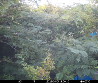 Aug 8 2025 18:00:31, #01