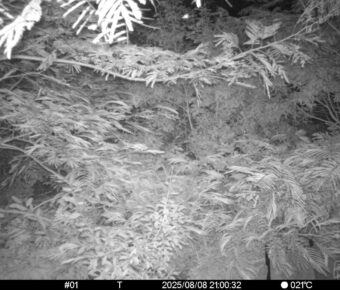 Aug 8 2025 21:00:32, #01