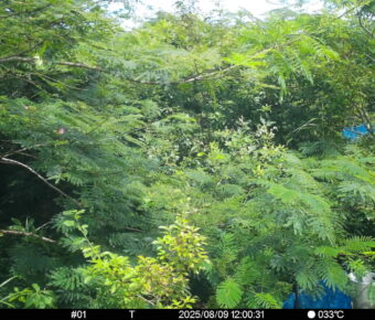 Aug 9 2025 12:00:30, #01