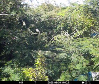 Aug 9 2025 15:00:31, #01