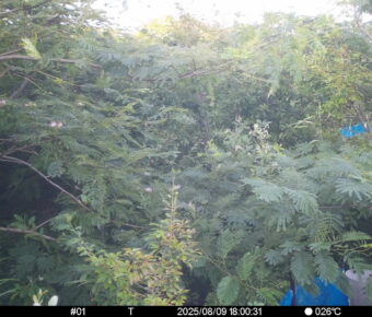 Aug 9 2025 18:00:31, #01