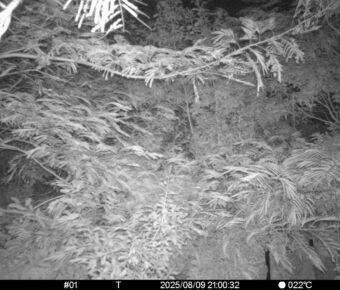 Aug 9 2025 21:00:32, #01