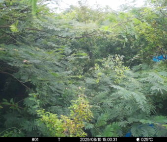 Aug 10 2025 15:00:31, #01