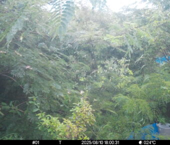 Aug 10 2025 18:00:31, #01