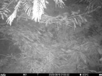 Aug 10 2025 21:00:32, #01
