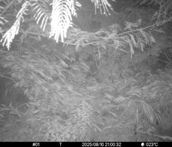 Aug 10 2025 21:00:32, #01