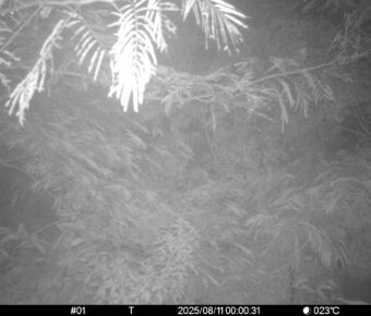 Aug 11 2025  0:00:31, #01