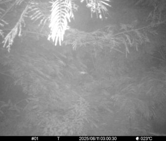 Aug 11 2025  3:00:30, #01