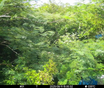 Aug 11 2025 15:00:32, #01