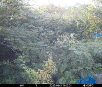 Aug 11 2025 18:00:31, #01