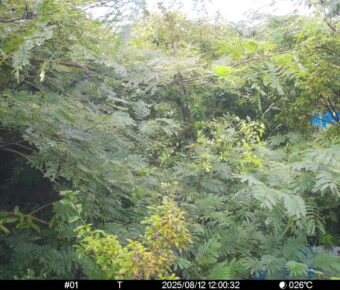 Aug 12 2025 12:00:32, #01