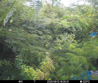 Aug 12 2025 18:00:31, #01