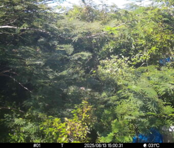 Aug 13 2025 15:00:31, #01