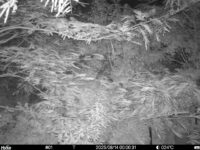 Aug 14 2025  0:00:31, #01
