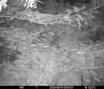 Aug 14 2025  3:00:30, #01