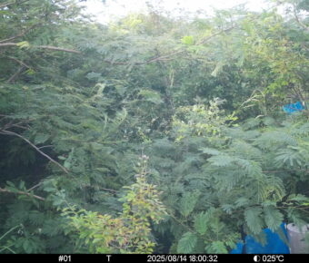 Aug 14 2025 18:00:31, #01