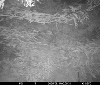 Aug 15 2025  0:00:31, #01