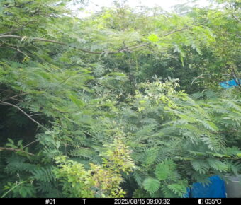 Aug 15 2025  9:00:31, #01