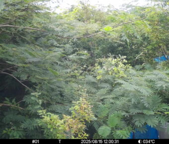 Aug 15 2025 12:00:31, #01