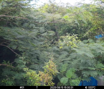Aug 15 2025 15:00:31, #01