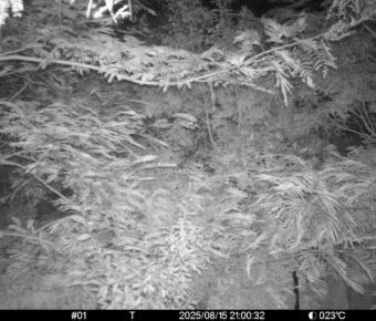 Aug 15 2025 21:00:32, #01