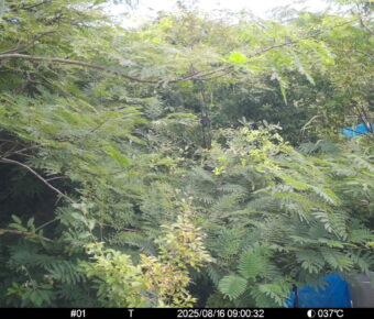 Aug 16 2025  9:00:31, #01