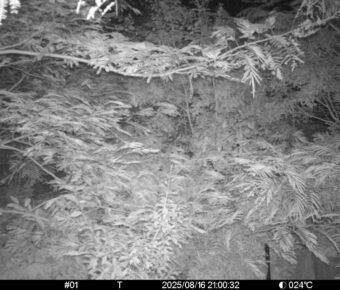 Aug 16 2025 21:00:32, #01