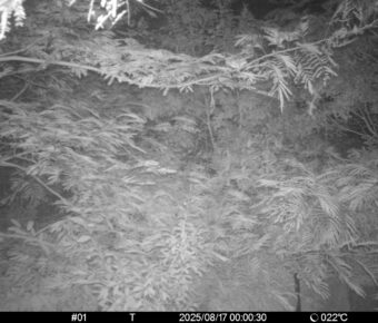 Aug 17 2025  0:00:30, #01