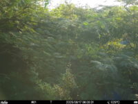 Aug 17 2025  6:00:31, #01