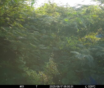 Aug 17 2025  6:00:31, #01