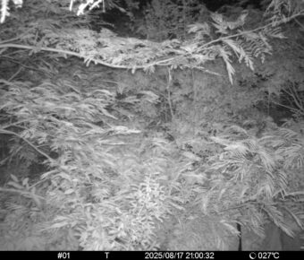 Aug 17 2025 21:00:32, #01