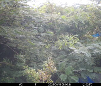 Aug 18 2025  6:00:31, #01