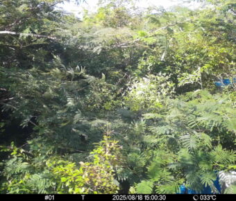 Aug 18 2025 15:00:30, #01