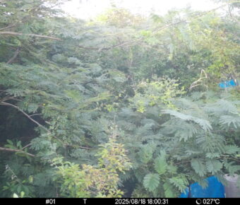 Aug 18 2025 18:00:31, #01