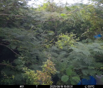 Aug 19 2025 15:00:30, #01