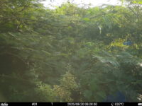 Aug 20 2025  6:00:30, #01